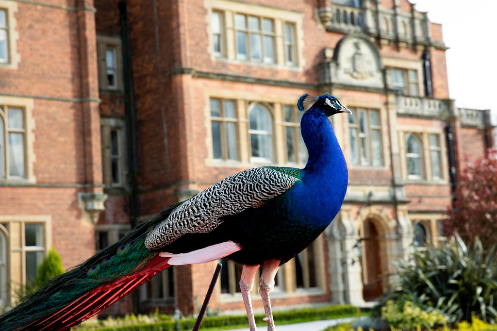 Rossington Hall Peacocks