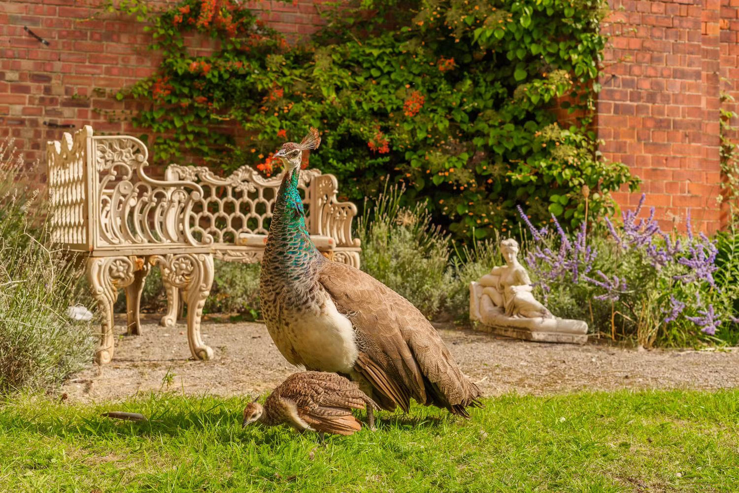 Rossington Hall EPeacocks