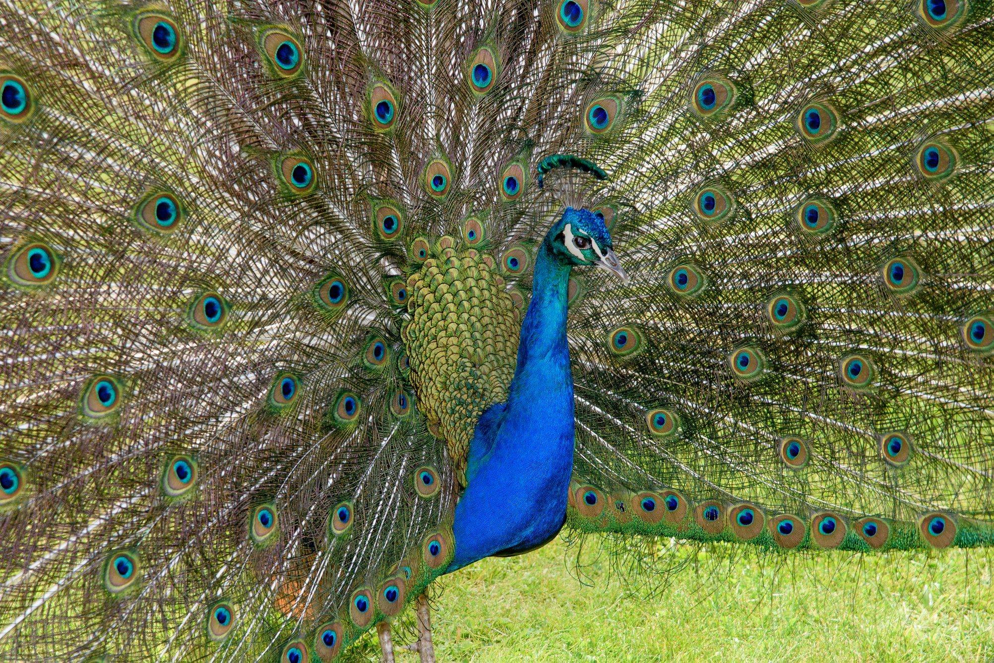 Peacock