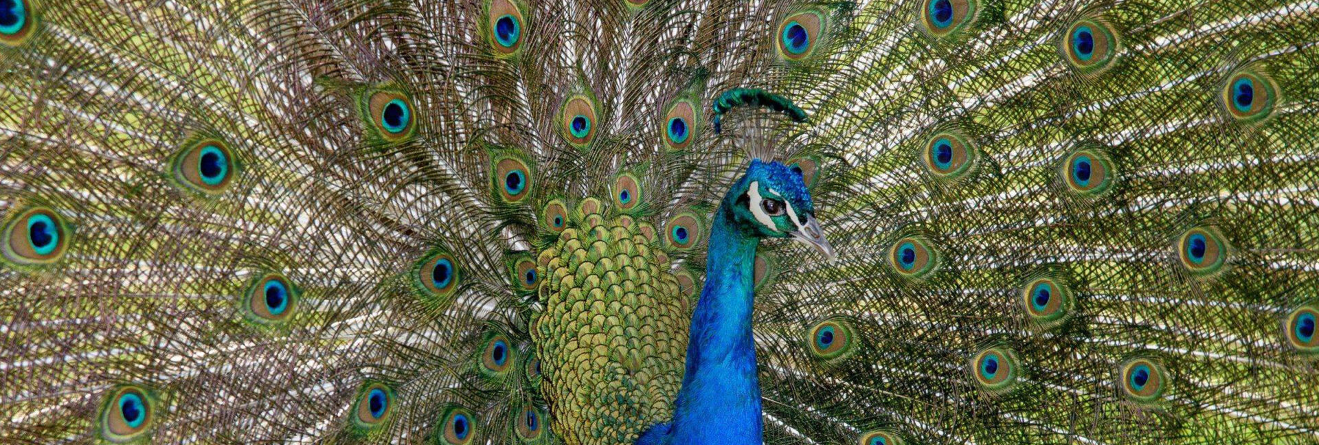 Rossington Hall News