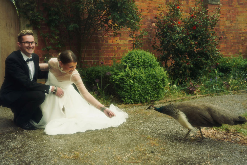 Rossington Hall Peacock